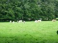 DSCN1129