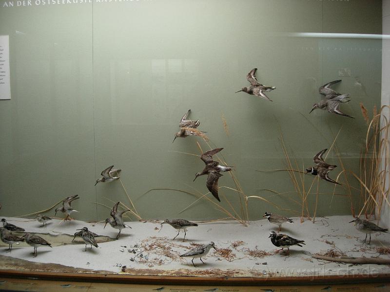 DSCN0490.JPG