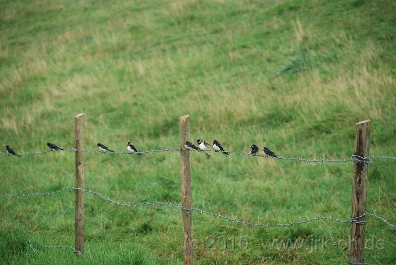 DSC_3772.JPG - (C)M.SCHALK 2010