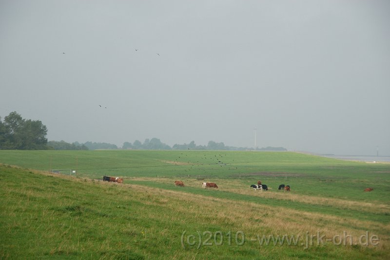 DSC_3783.JPG - (C)M.SCHALK 2010