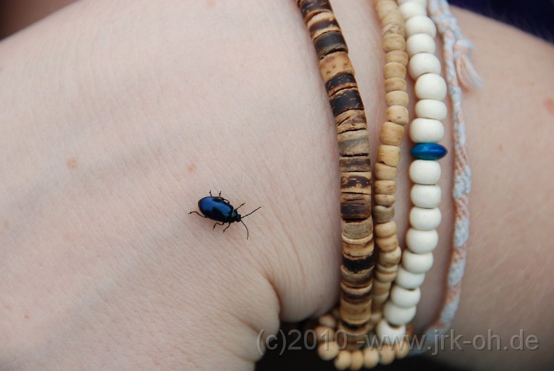 DSC_3911.JPG - (C)M.SCHALK 2010