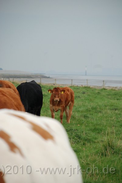 DSC_4009.JPG - (C)M.SCHALK 2010