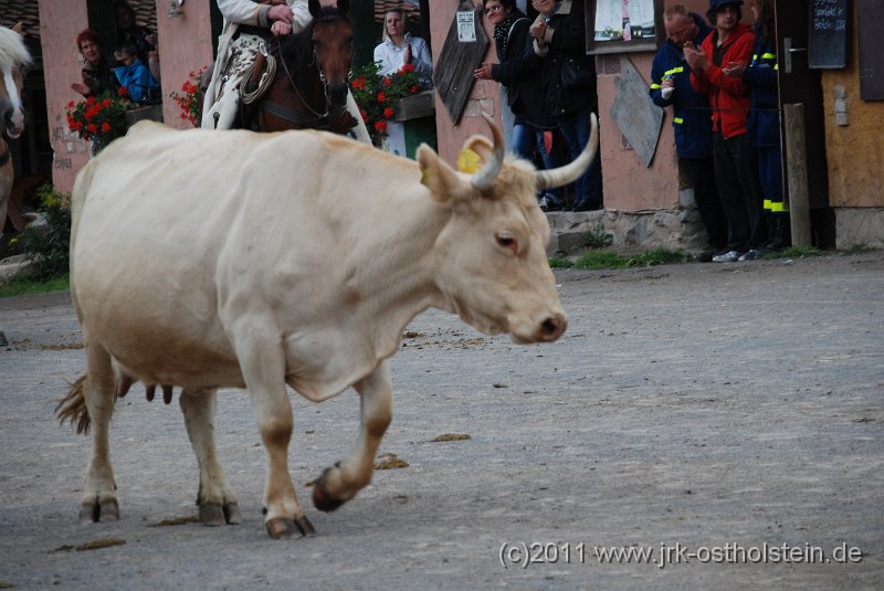 DSC_2066.JPG - (c)2010 M.Schalk