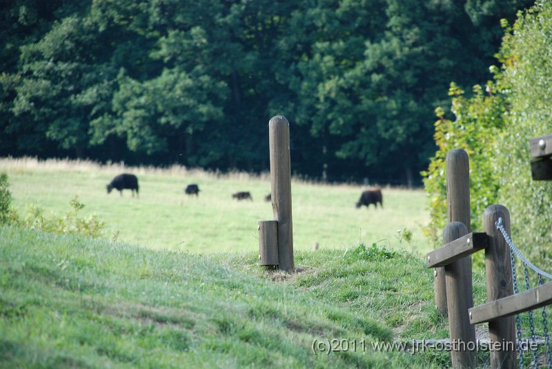 DSC_2339.JPG - (c)2010 M.Schalk