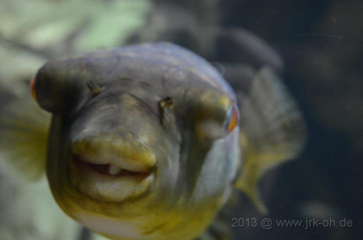 DSC_0897.JPG