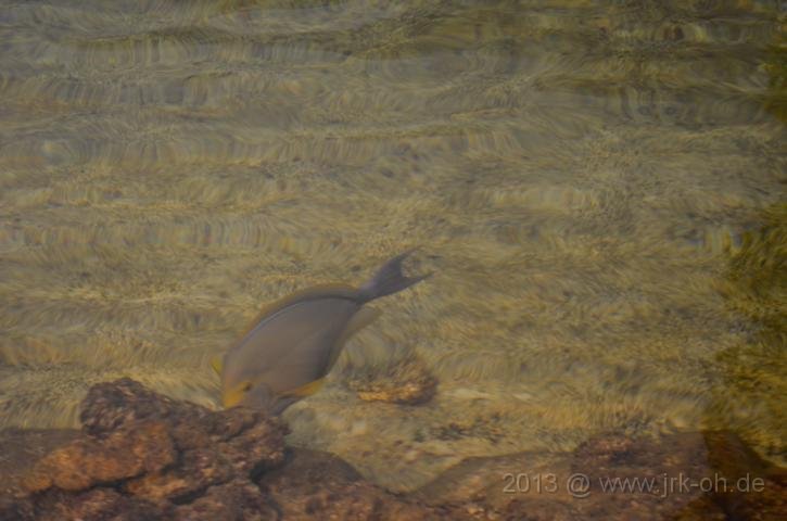 DSC_0956.JPG