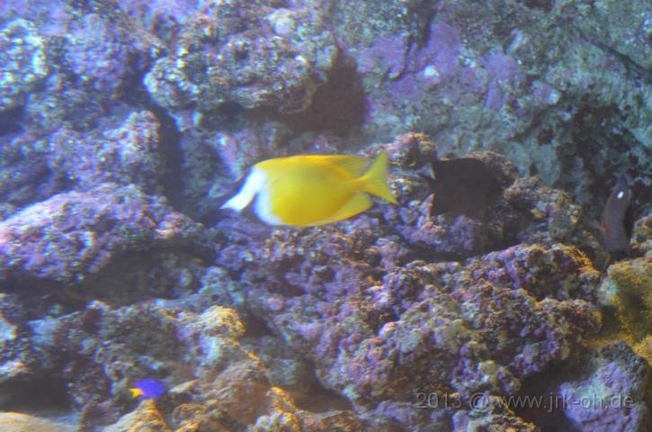 DSC_0963.JPG